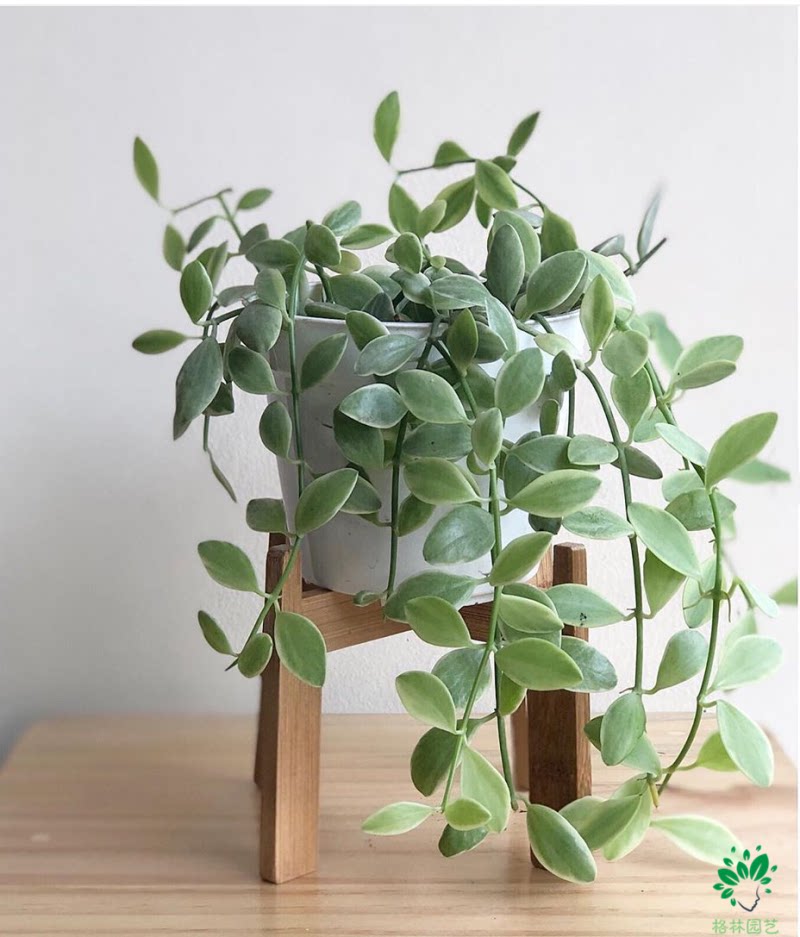 树眼莲属 白色恋人树眼莲风不动寄生攀爬植物雨林缸生态缸造景