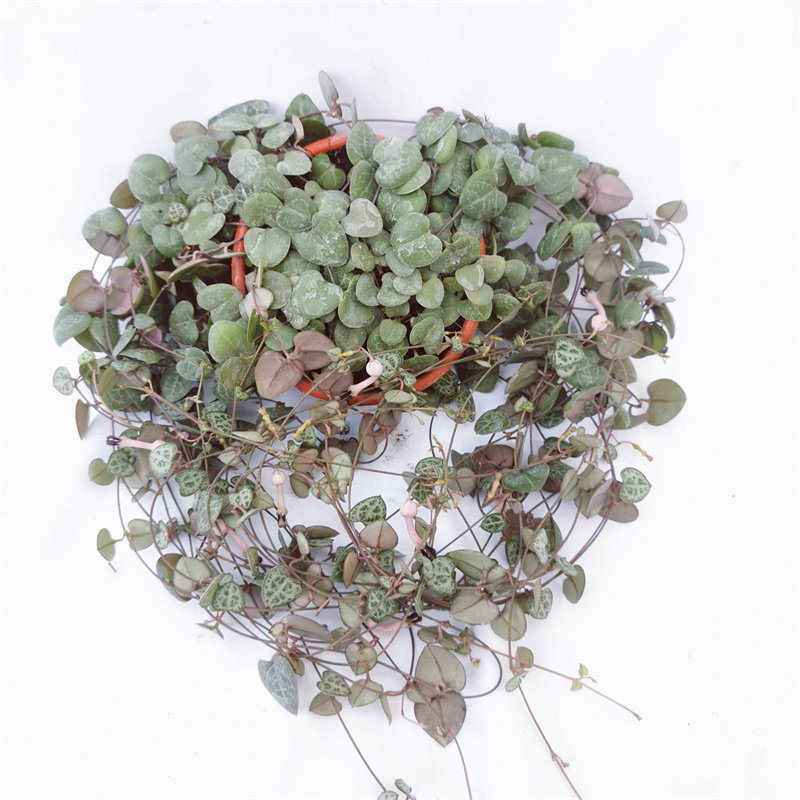 室内吊兰爱之蔓 一寸心爱心叶片观叶花卉桌面盆栽垂吊攀爬植物