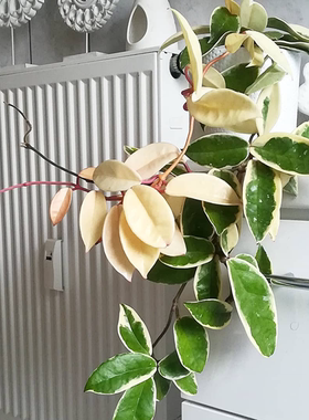 进口花叶球兰 Hoya compacta外锦爬藤美观室内植物观叶阳台窗台