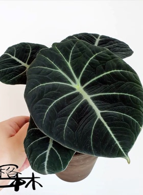 进口ins风绿植黑天鹅海芋观叶稀有植物盆栽Alocasia Black velvt