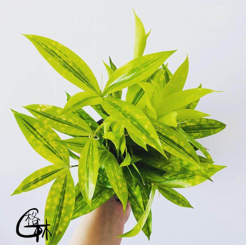 耐热室内星斑竹观叶绿植星光油点木星斑竹盆栽桌面办公室阳台好养