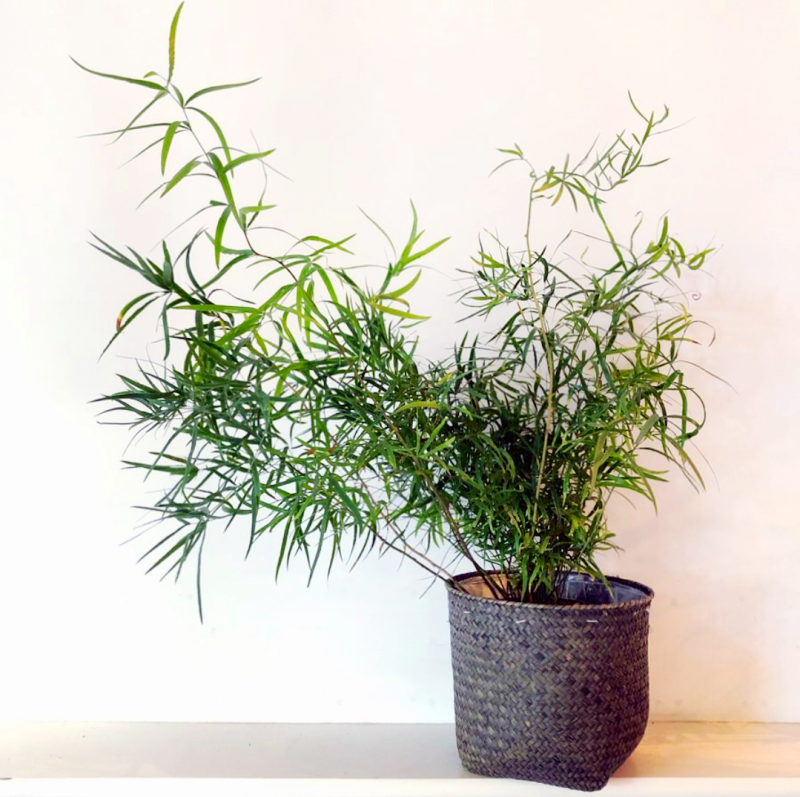 柳叶天门冬狐尾武竹盆栽植物室内花卉盆栽阳台庭院植物窗台办公桌