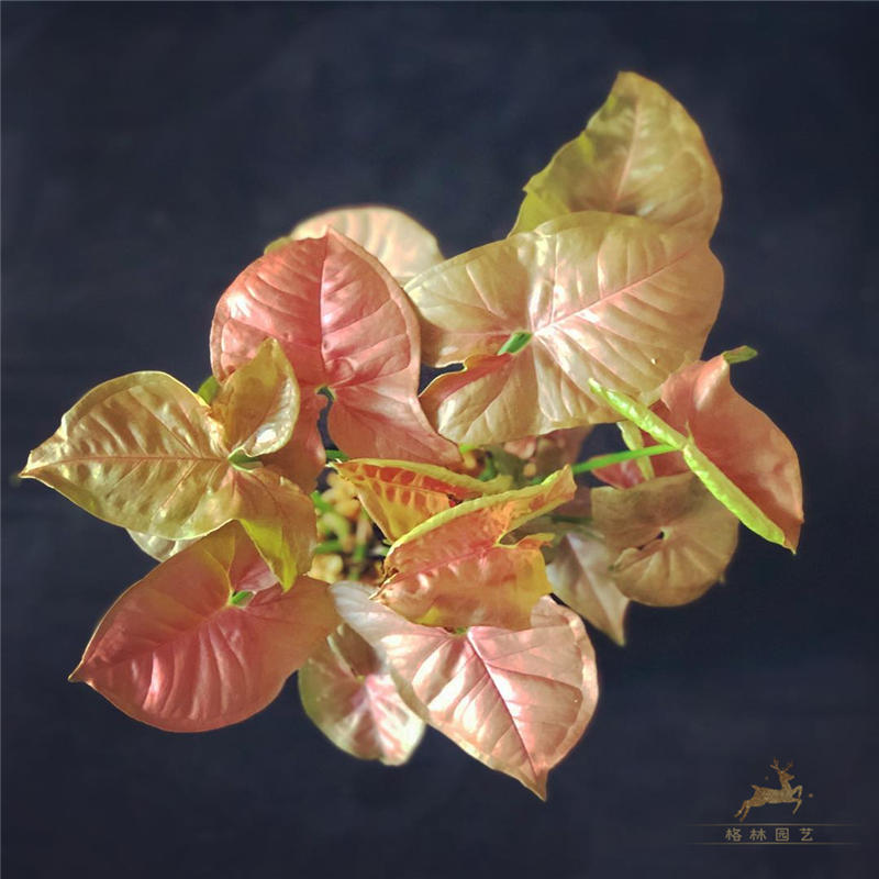 合果芋霓虹合果芋粉色恋人 粉红佳人 合果芋植物盆栽耐热桌面绿植