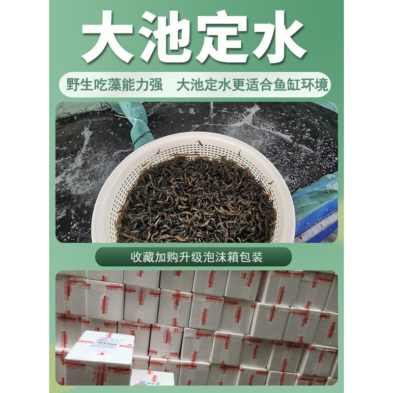 黑壳虾除藻鲜活观赏超大大号号顺丰清洁淡水冷水鱼缸一斤按斤草缸图片
