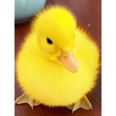 小鸭子活宠物柯尔鸭活宠物可达鸭活宠物活的真小鸭子宠物幼崽活苗