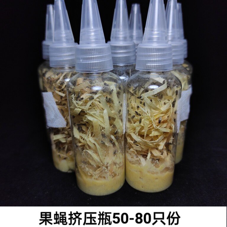 果蝇杯苍蝇杯绿豆蝇螳螂蜘蛛活体爬虫/鸣虫食物