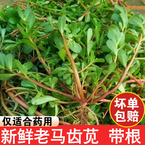 新鲜马齿苋马蜂菜现挖现发野菜