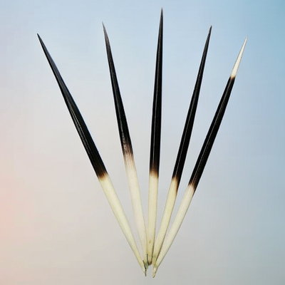 豪猪刺大刺11-25cm入药做工艺品