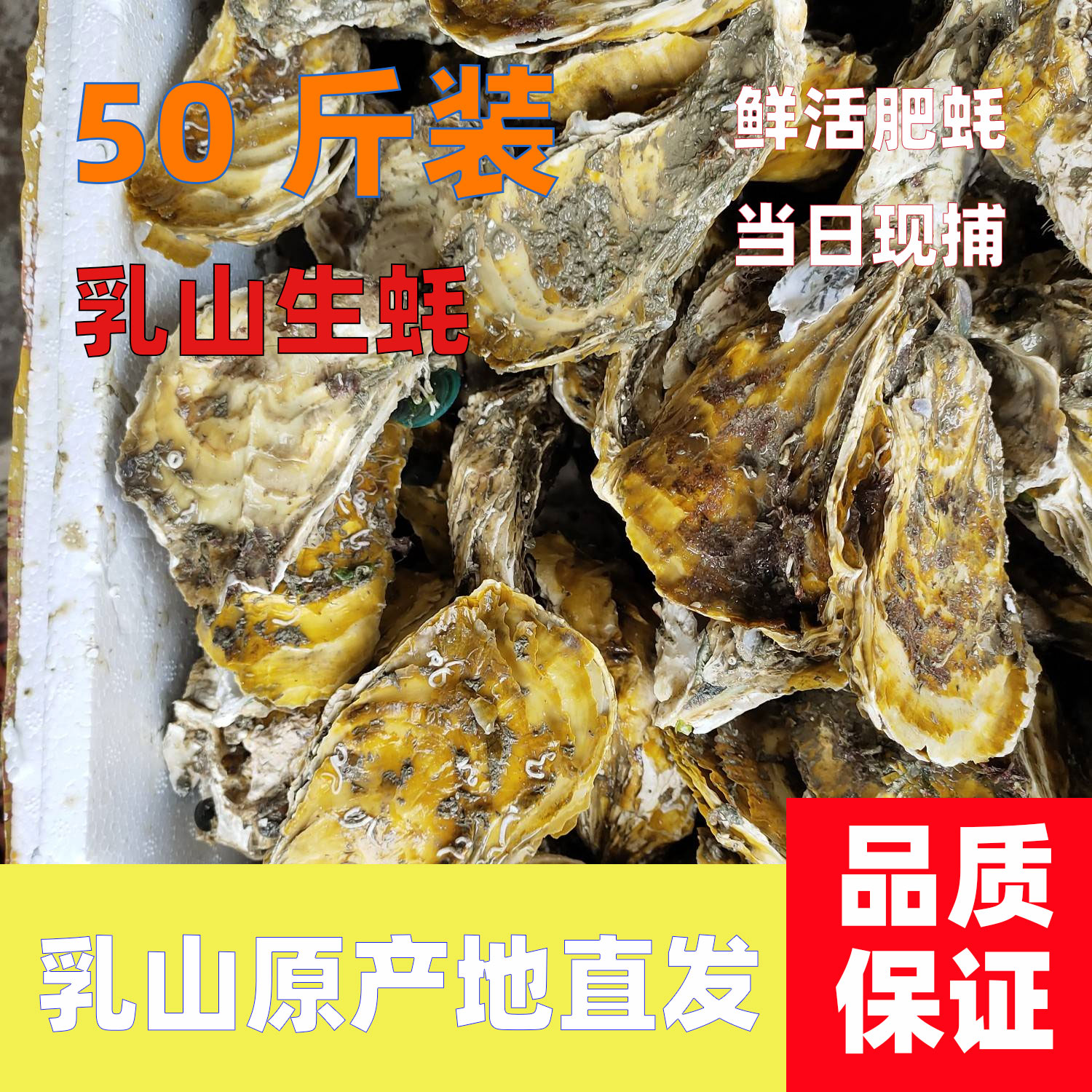 生蚝鲜活正宗乳山生蚝牡蛎海蛎子摆摊商用烧烤饭店大包装生蚝50斤