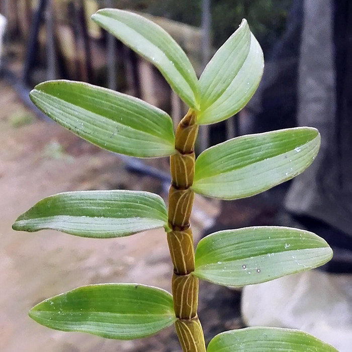 真正铁皮石斛鲜条500克又名黑节草,每节上有黑色鳞片请认清