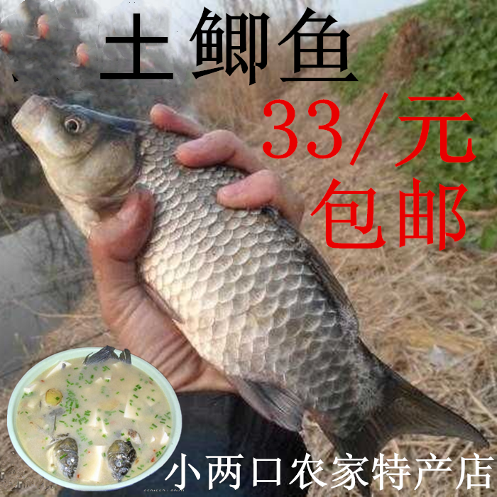 农家原生态土鲫鱼鲜活现杀新鲜 孕妇下奶月子炖汤滋补鲫鱼3斤包邮
