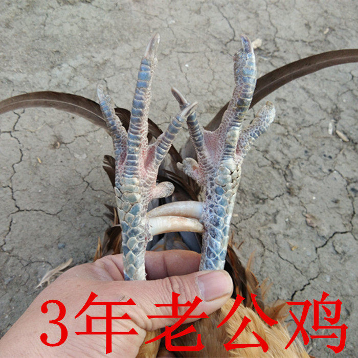 3年老公鸡 农家散养土鸡 大公整鸡/整鸡制品