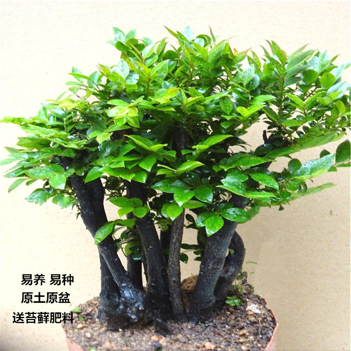 名贵新款吸甲醛防辐射小叶紫檀盆栽绿植四季净化空气办公室内庭院