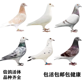 信鸽子活一对黑色白信鸽火凤凰麒麟花红色苍白黄金甲信鸽幼鸽活体