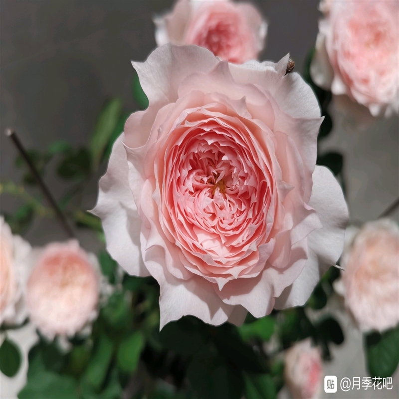 玫瑰庭院月季大苗花苗