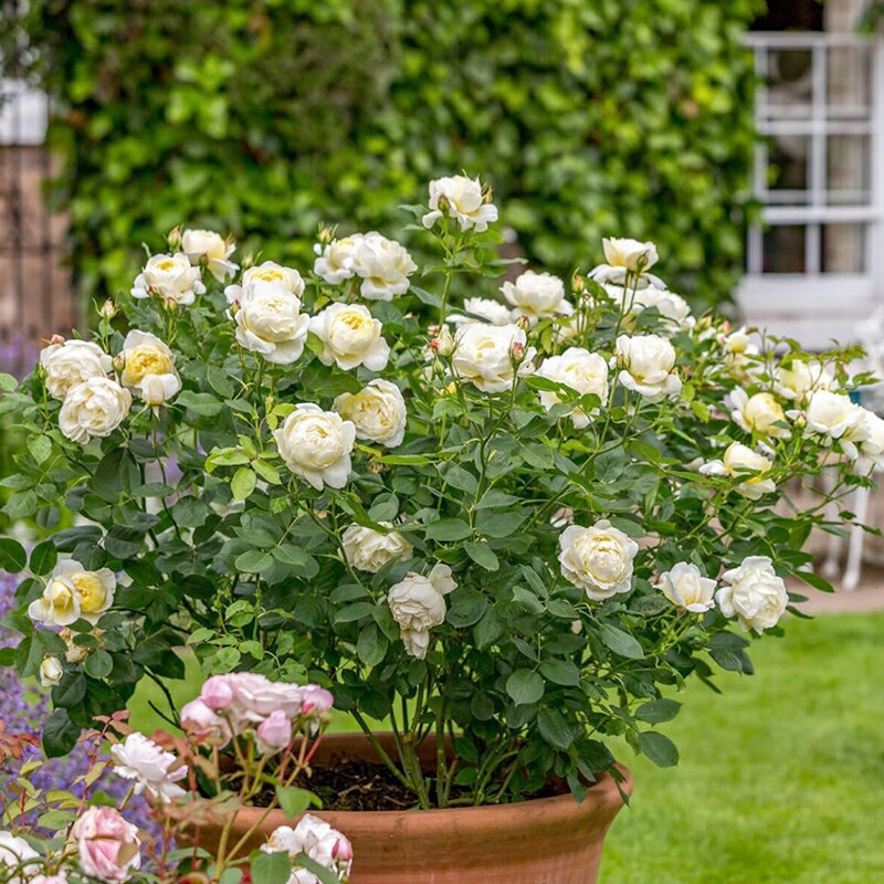 凡妮莎奥斯汀 月季