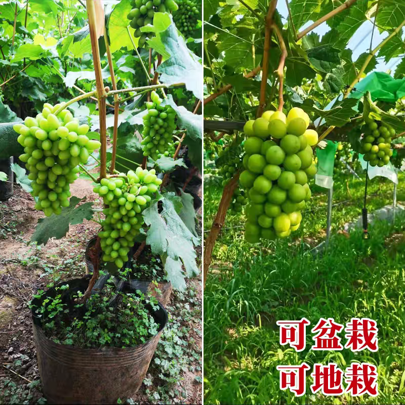 葡萄树苖阳光玫瑰妮娜皇后盆栽嫁接苗爬藤南方北方种植无核葡萄苗