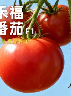 禾福大番茄种子F1一代粉果番茄
