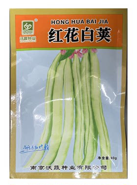 红花白荚四季豆种子家庭蔬菜种子