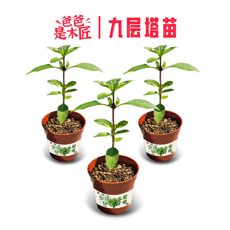 九层塔苗可食用罗勒香料蔬菜苗三杯鸡金不换家庭菜园防虫菜苗盆栽