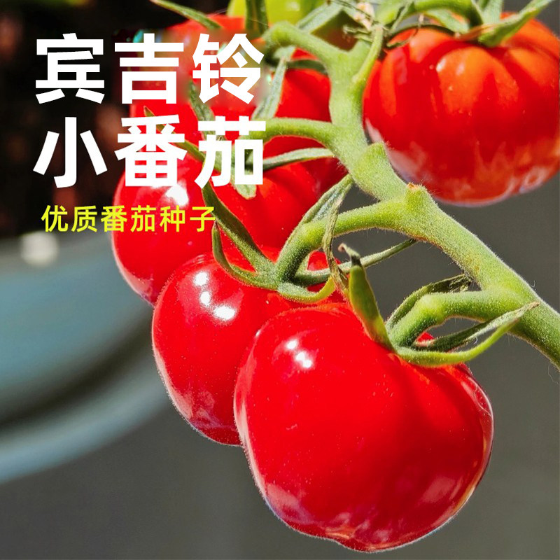 红宾吉铃番茄种子黄色冰淇淋分装