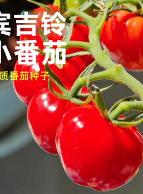 红宾吉铃小番茄种子冰淇淋冰激凌番茄黄色蔬菜籽西红柿爸爸是木匠
