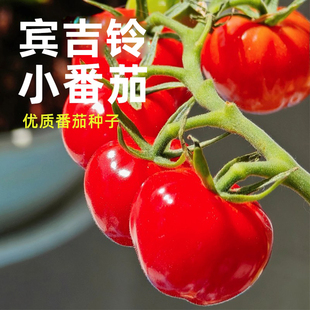 红宾吉铃小番茄种子冰淇淋冰激凌番茄黄色蔬菜籽西红柿爸爸是木匠