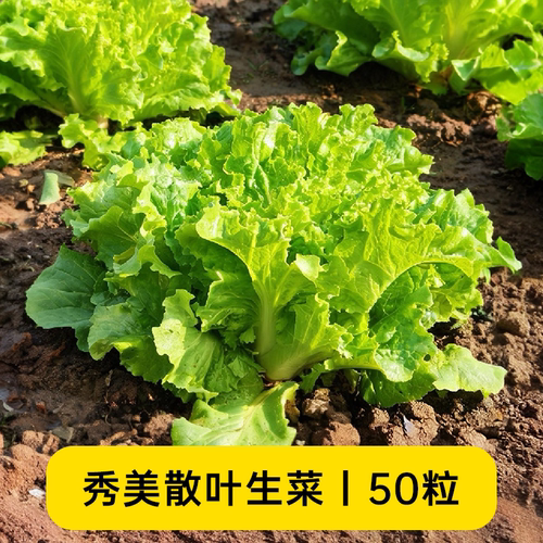 秀美散叶生菜种子绿叶生菜
