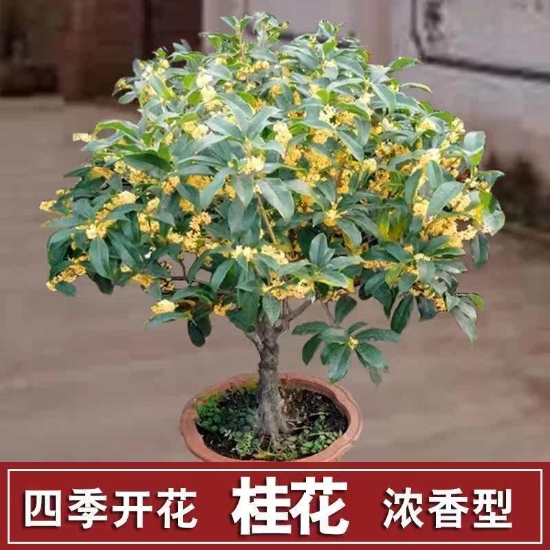 桂花树苗庭院嫁接桂花盆栽浓香型桂花