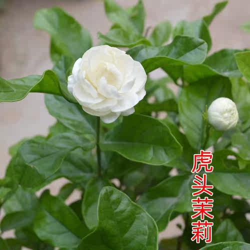 虎头茉莉重瓣盆栽带花浓香型花卉