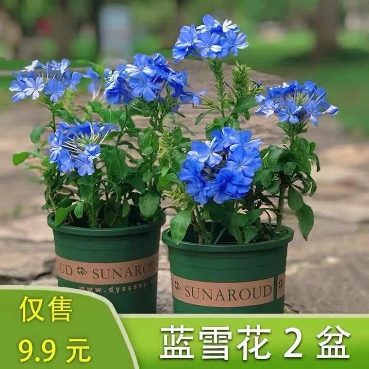 蓝雪花盆栽大苗四季开花带花发货
