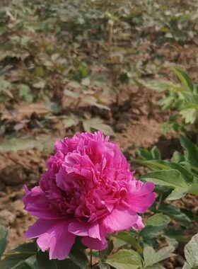 牡丹 [大魏紫】正宗重瓣花盆庭院菏泽牡丹花苗