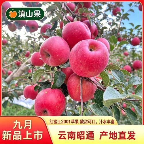 2026正宗当季云南昭通2001富士丑苹果脆甜多汁果香浓郁