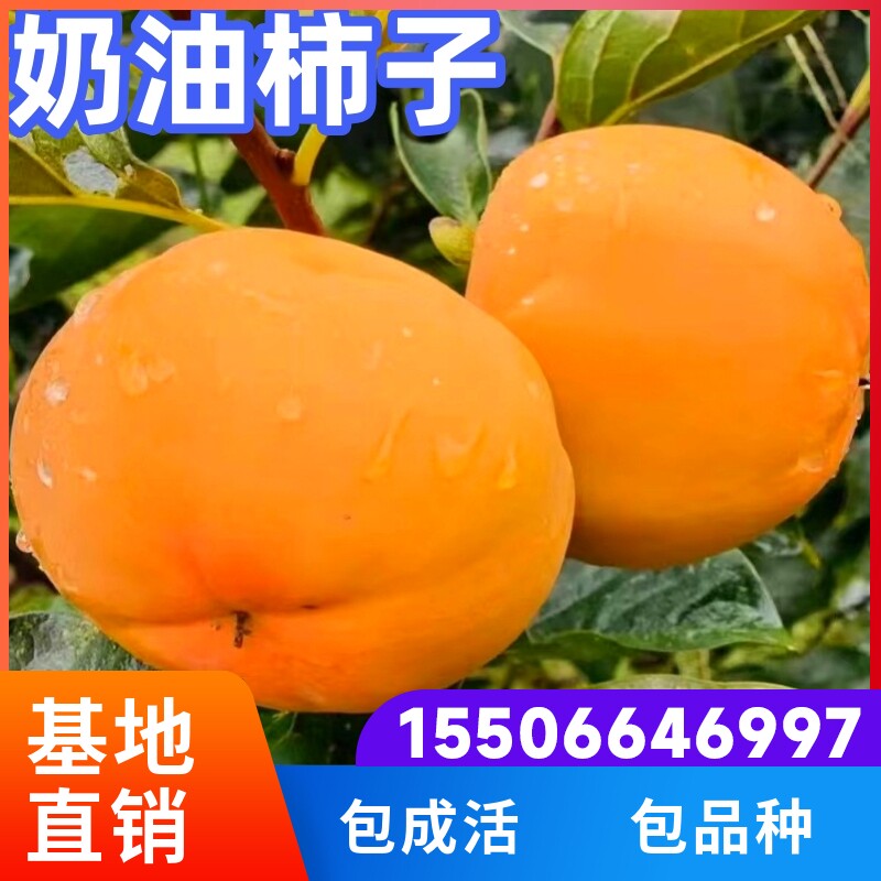 奶油甜柿子树苗南北方庭院地栽盆栽种植嫁接甜柿果树活苗当年结果