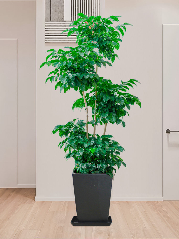 五层造型幸福树绿宝盆栽室内植物客厅树办公室大型绿植真花富贵树