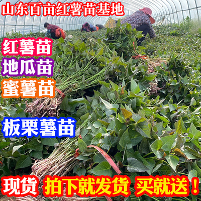 红薯苗山芋苗地瓜苗100棵包邮