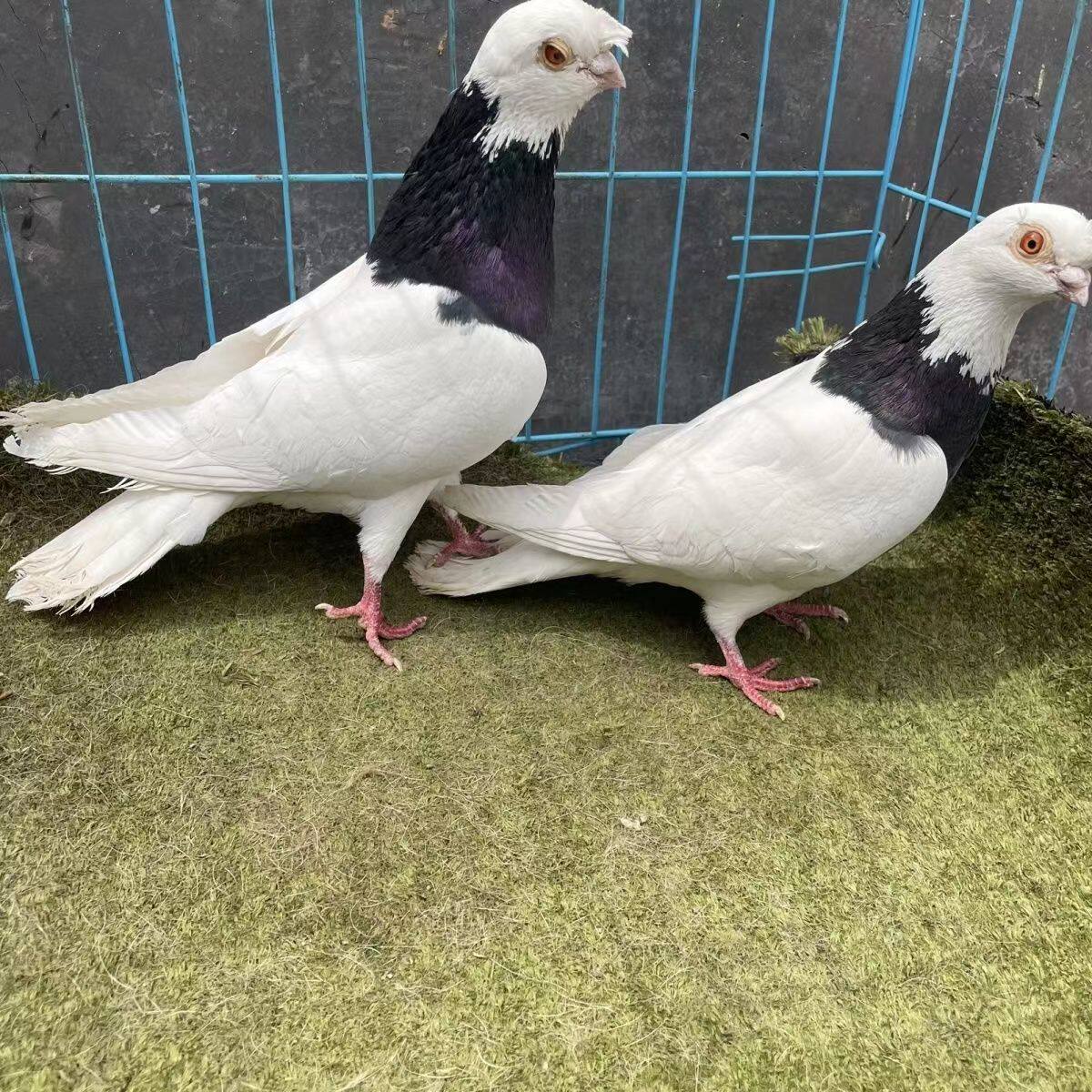 墨环观赏黑白观赏鸽新款鸽子单只成对可孵蛋宠物鸽墨环鸽一对包邮