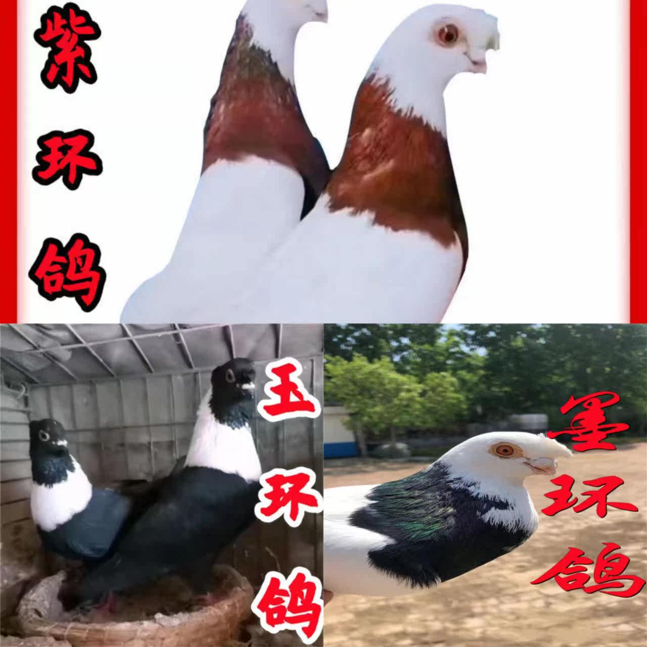 观赏鸽紫环墨环玉环种鸽一对活物纯种环鸽血统鸽高飞鸽包邮健康发