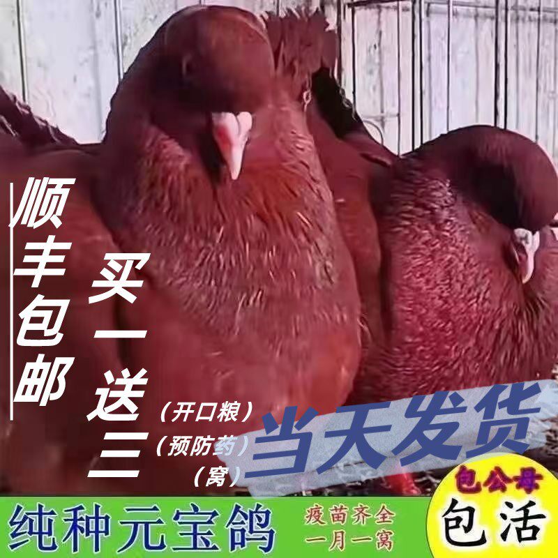 元宝鸽纯种元宝鸽大体元宝鸽正宗鸟