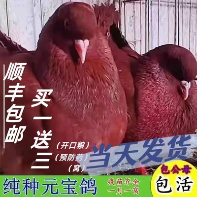 纯种大体元宝鸽鸽子活物鸽子正宗巨型大元宝鸽青年种鸽包邮包活