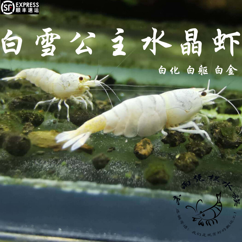 白雪公主 白躯白化白金水晶虾0.8-1cm顺丰空运包损包邮淡水观赏虾