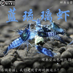 蓝琉璃虾 梦幻蓝色米虾台湾观赏虾宠物虾淡水除藻虾工具虾繁殖组