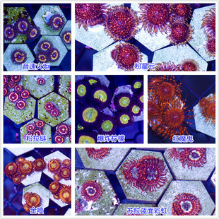 纽扣珊瑚海水鱼缸试水纽扣拼盘幻彩水螅大种纽扣海水造景生物活体