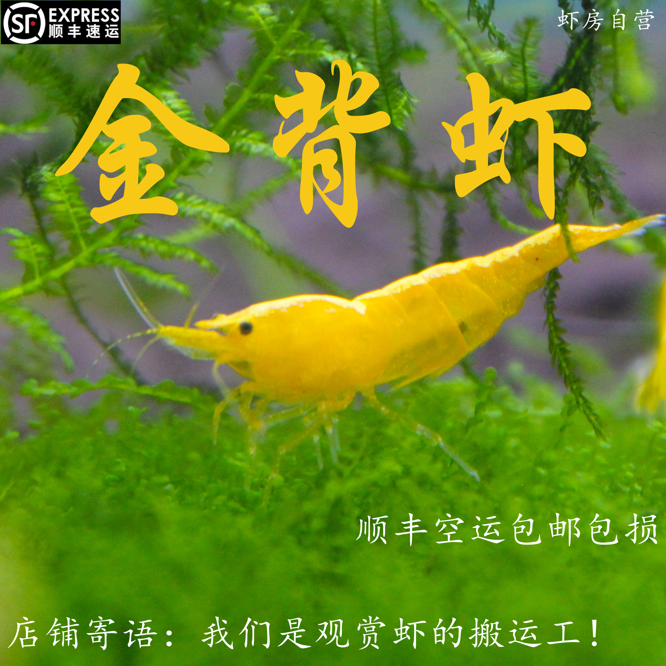 德系金背虾黄金米虾观赏虾包邮