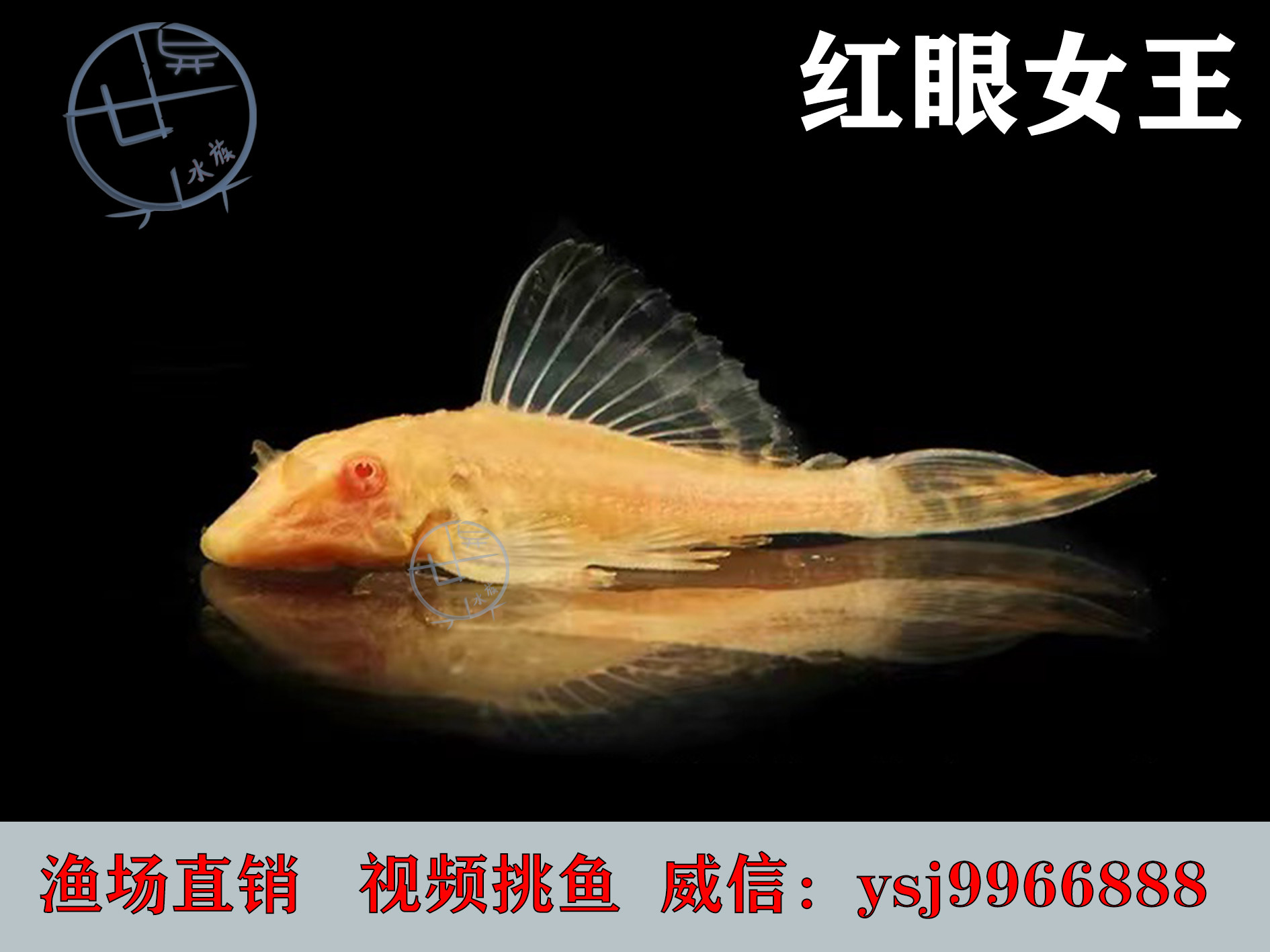 黄金红眼女王清道夫异形大帆女皇活体吃藻垃圾异型底栖热带观赏鱼