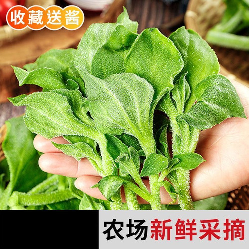 山东新鲜冰菜,冰草,冰叶菜,现摘蔬菜沙拉火锅即食生吃直发包邮