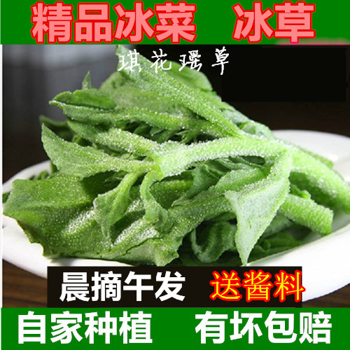 山东现摘非洲冰草即食沙拉包邮