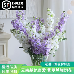 紫罗兰鲜花家庭办公室水养插花鲜切花