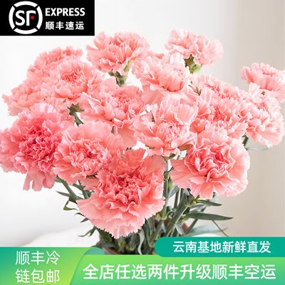 康乃馨鲜花云南基地直发女神节母亲节教师节专属送长辈水养鲜切花