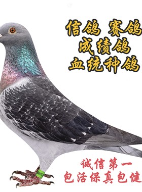 信鸽赛鸽种鸽公棚成绩鸽子血统种鸽公棚天落圆环种鸽幼鸽活体一对
